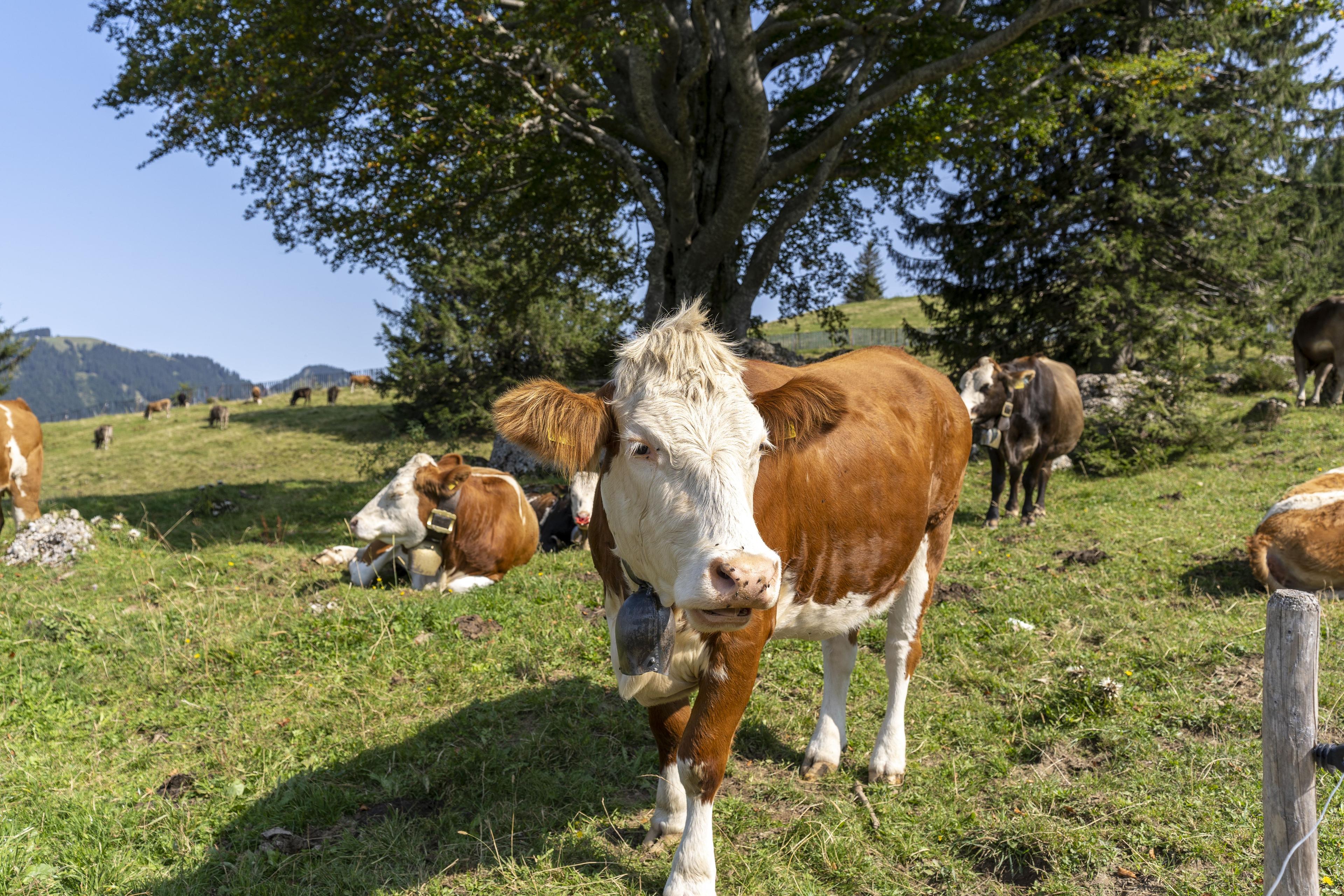 Nutrición animal